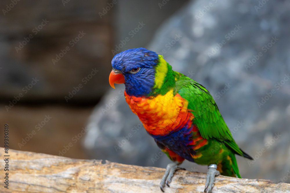 A colorful parrot is perched on a branch A colorful parrot is perched on a branch