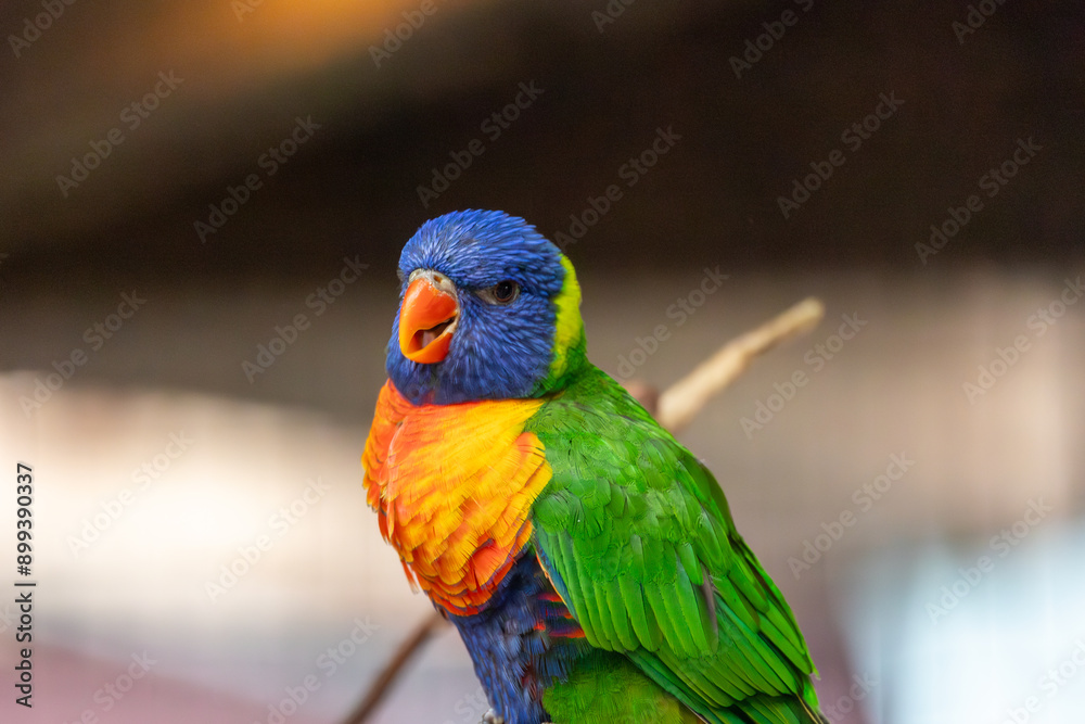 A colorful parrot is perched on a branch A colorful parrot is perched on a branch