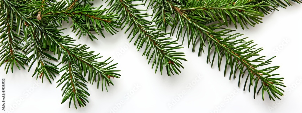text area..Or, if you prefer:..Pine tree branch on white background: text insertion text area..Or, if you prefer:..Pine tree branch on white background: text insertion