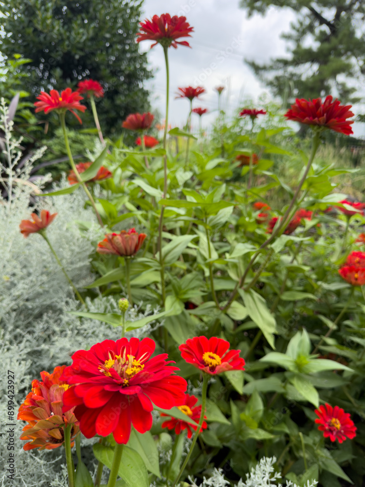 Obraz premium Red Zinnias in a botanical garden.