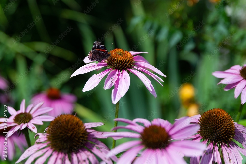 A Red Admiral Butterfly on a Pink Coneflower in a Summer Garden A Red Admiral Butterfly on a Pink Coneflower in a Summer Garden