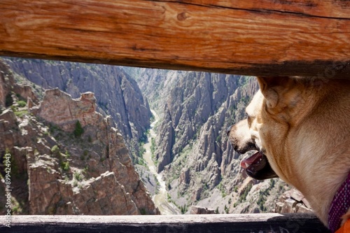 A brown dog looking at the black canyon of the gunnison photo