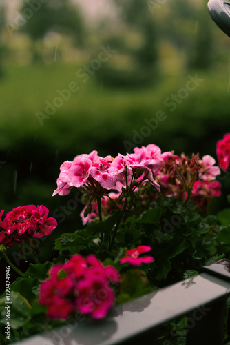 Wallpaper Mural Pink flower geranium rainy day water. Torontodigital.ca