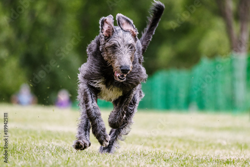 Gray Irish Wolfhound running lure coursing dog sport in grass