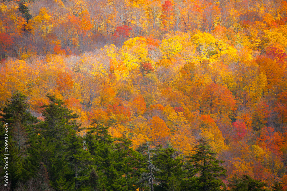Fiery Red and Yellow Fall Leaves in Vermont Fiery Red and Yellow Fall Leaves in Vermont