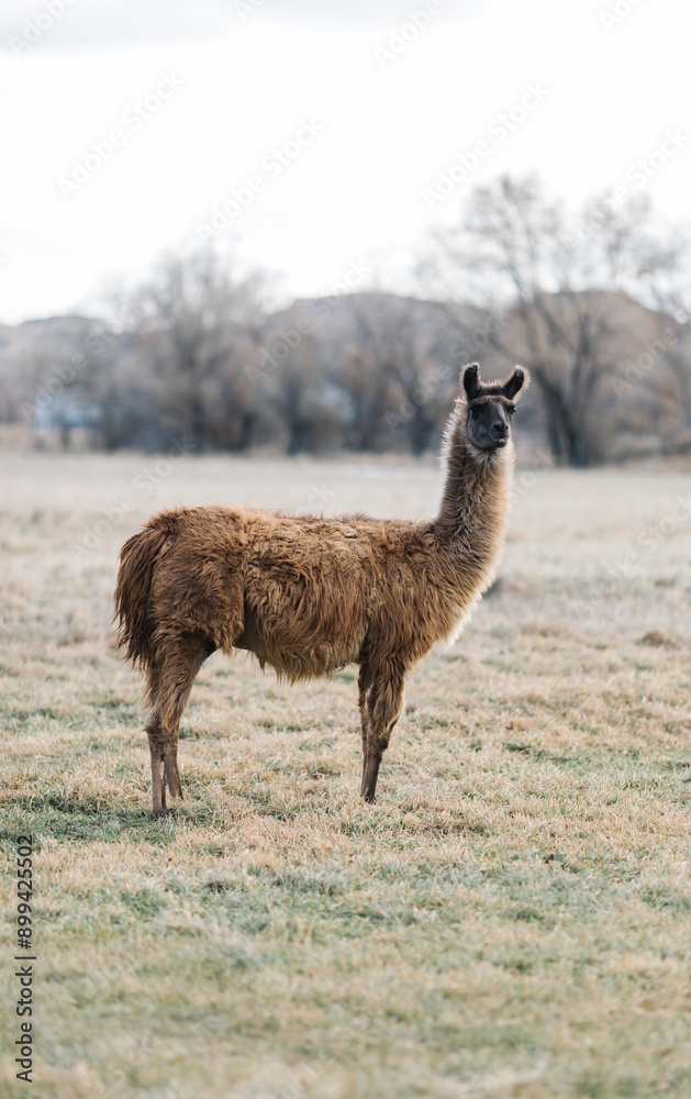 Fototapeta premium Llama standing on an Idaho farm, looking alert and curious.