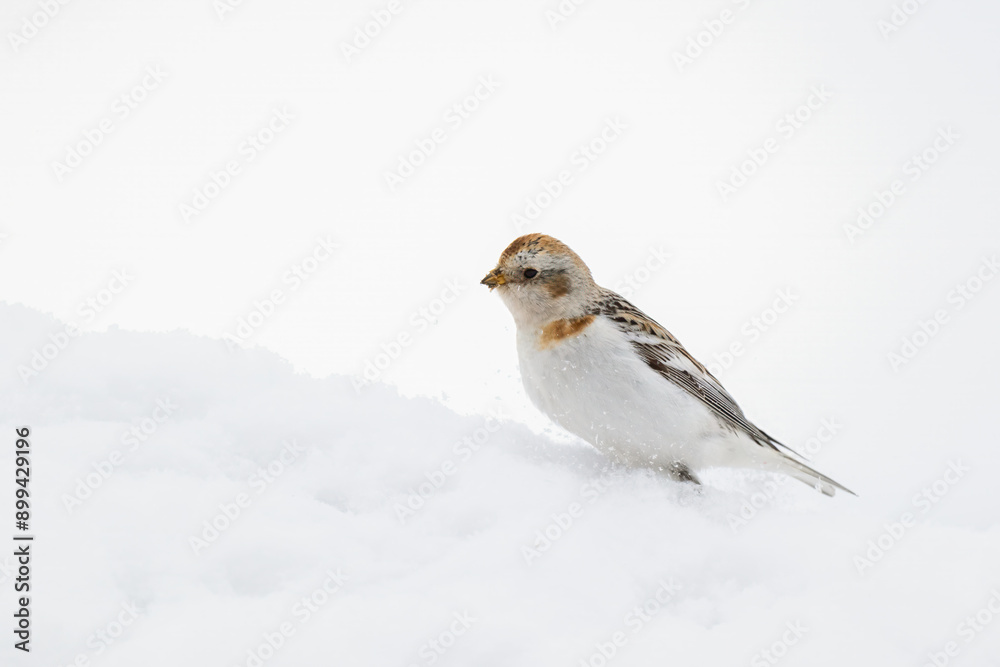 Snow Bunting searches for food amidst a pristine blanket of fresh snow Snow Bunting searches for food amidst a pristine blanket of fresh snow