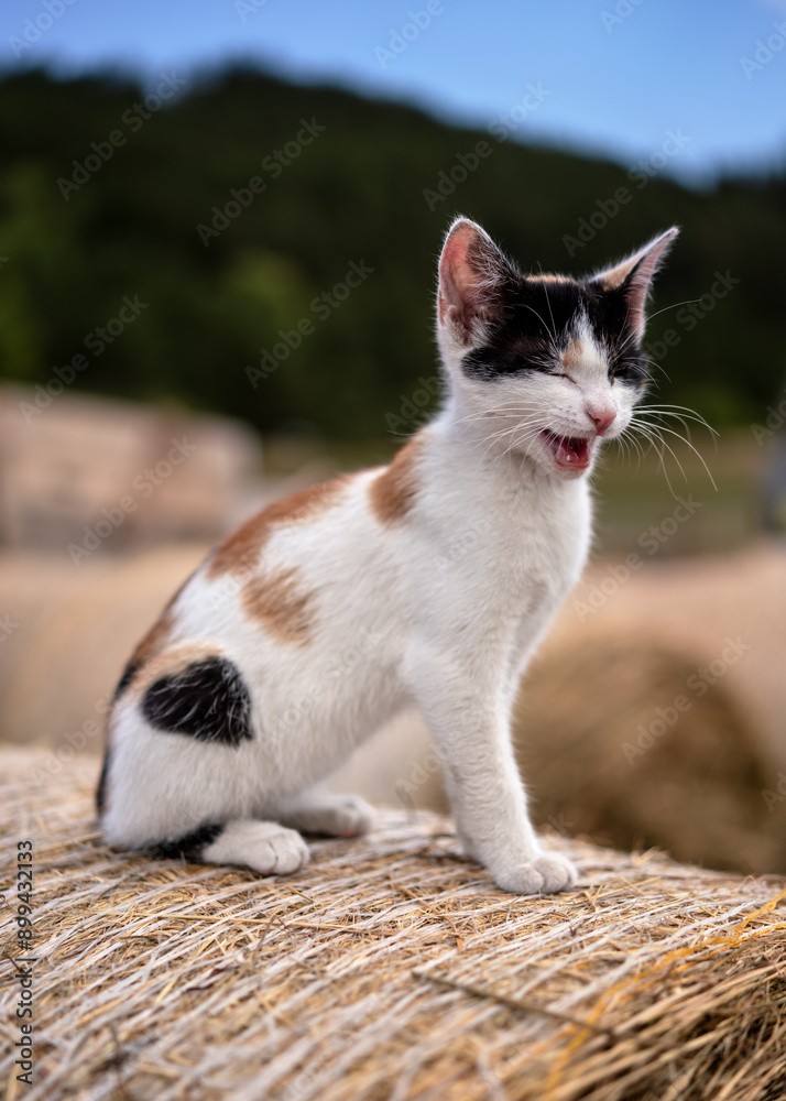 Fototapeta premium Small cute kitten sitting on hay roll, yawning looks like it's smiling