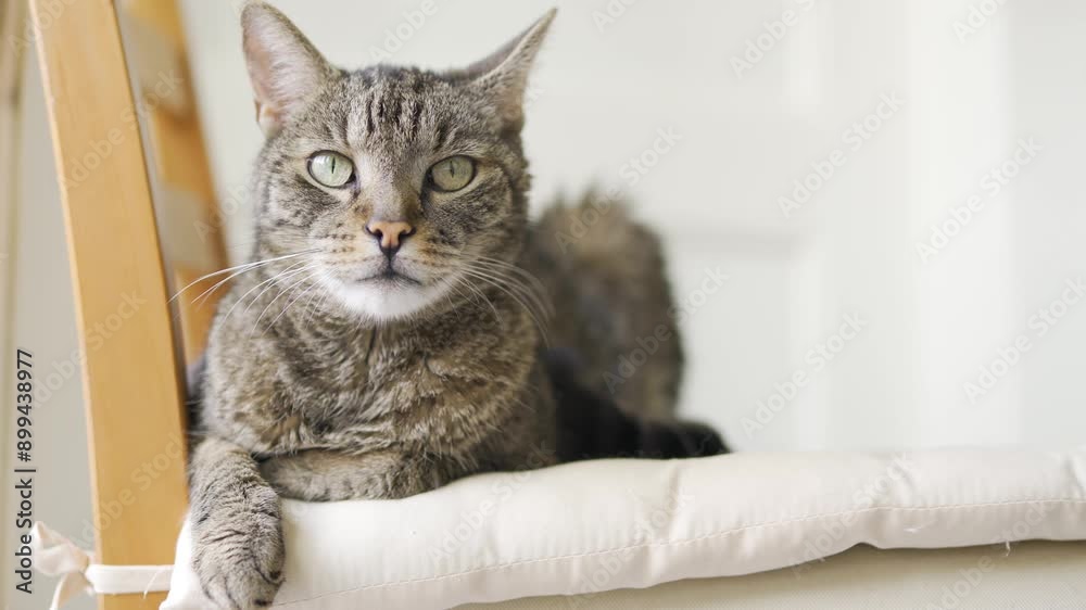 Gray brown tabby cat resting on a chair, looking curiously, closeup detail on his head Gray brown tabby cat resting on a chair, looking curiously, closeup detail on his head