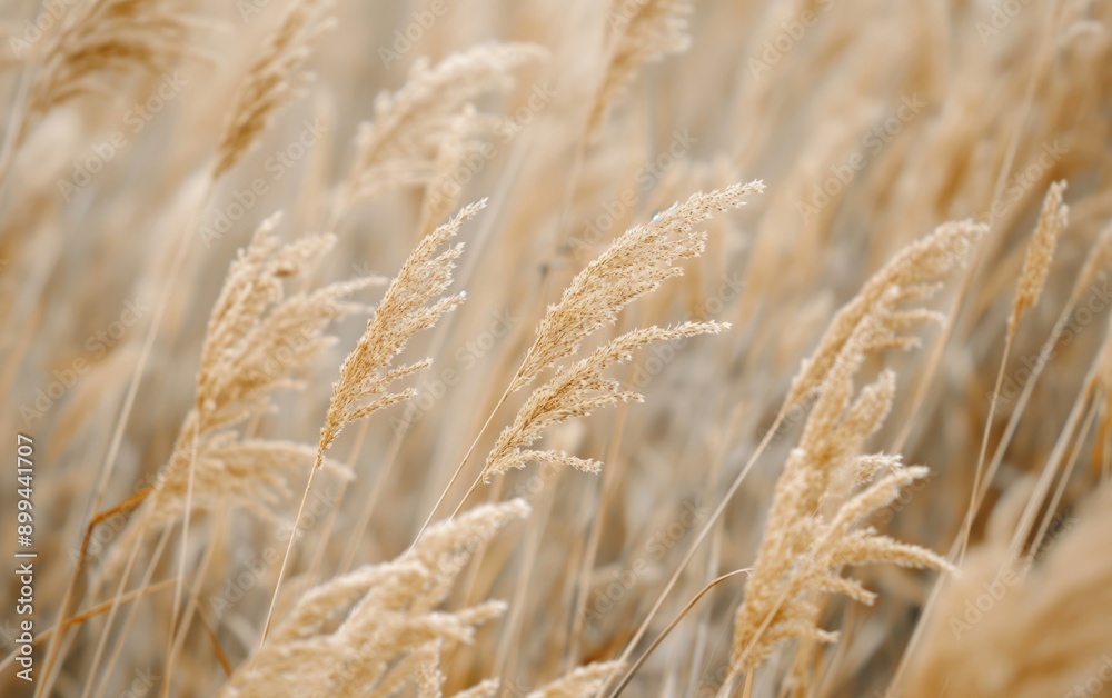 Fototapeta premium Close-up of golden grass swaying gently in the sunlight, capturing the beauty of nature.