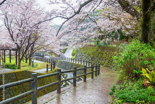 Pink cherry tunnel at garden of Okawachiyama village, Imari, Japan