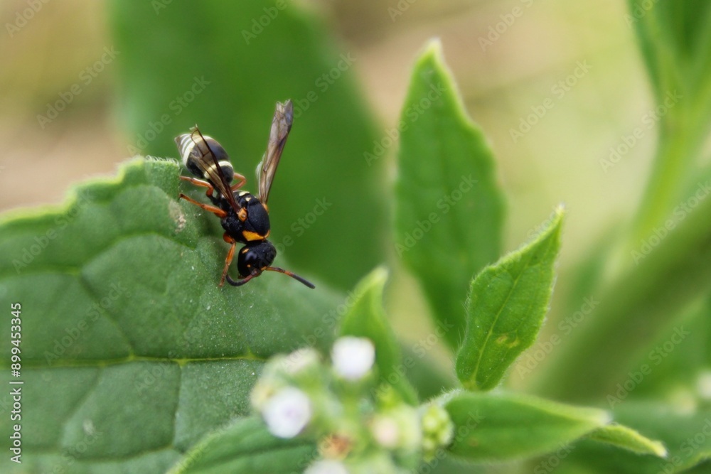 Naklejka premium Insect 