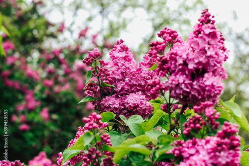 Pink lilac flower close-up in botanical garden