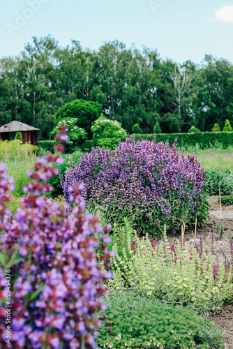 A bush of violet blooming salvia violet in the garden