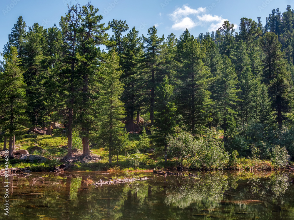 Remote sunny coniferous forest, taiga, trees on the lake shore. Remote sunny coniferous forest, taiga, trees on the lake shore.