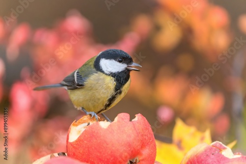 A great tit sits on an apple. Beautiful portrait of a titmouse. Parus major.