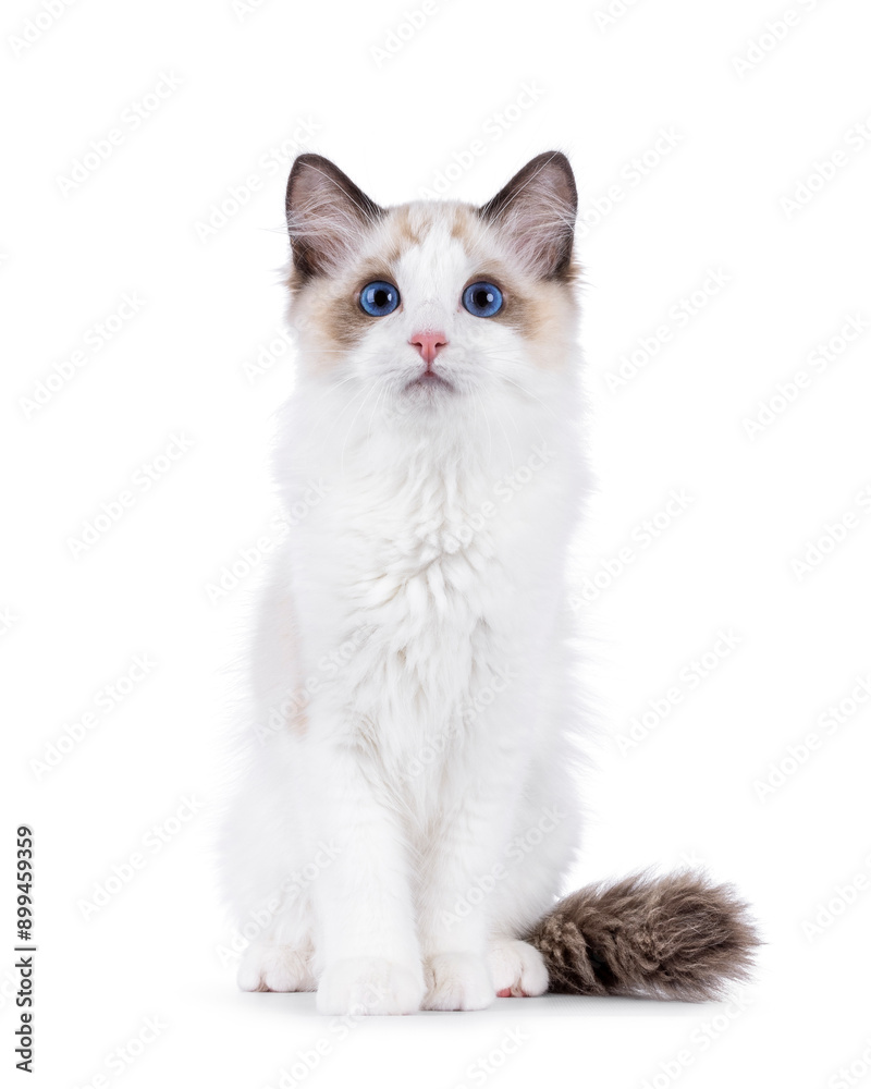 Adorable Ragdoll cat kitten sitting up facing front. Looking curious towards camera. Isolated on a white background. Adorable Ragdoll cat kitten sitting up facing front. Looking curious towards camera. Isolated on a white background.