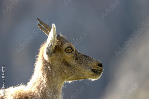 jeune chamois, Vanoise, Alpes, France