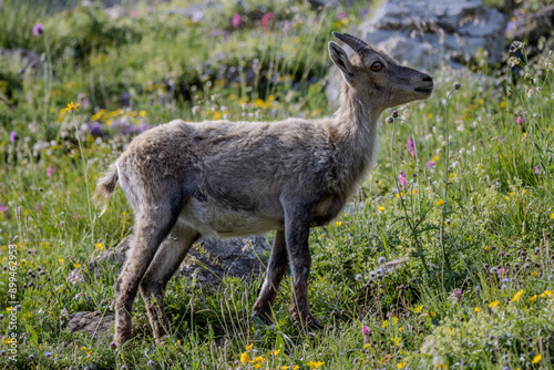 jeune chamois, Vanoise, Alpes, France