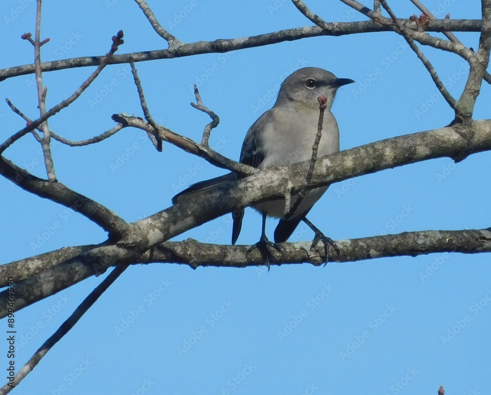 Northern Mockingbird sitting on a branch Northern Mockingbird sitting on a branch