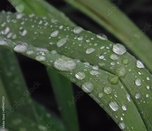 A blade of grass covered in dew