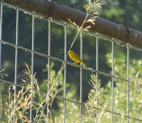 Small yellow bird sitting on a fence