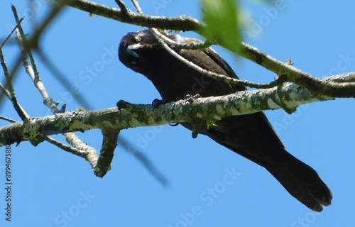 Red wing black bird in tree