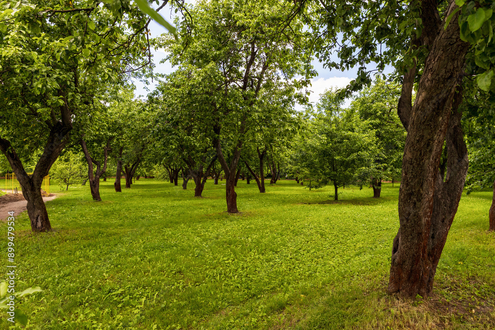 trees in the park trees in the park