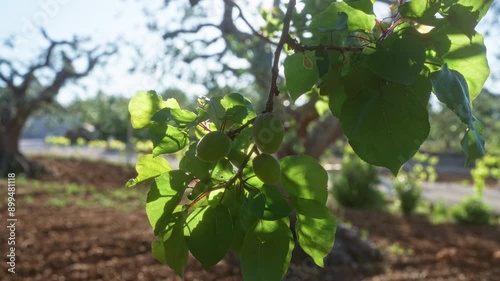 Close-up of an apricot tree branch with green apricots and leaves in a sunny orchard in puglia, italy, highlighting the fresh fruits and lush foliage. photo