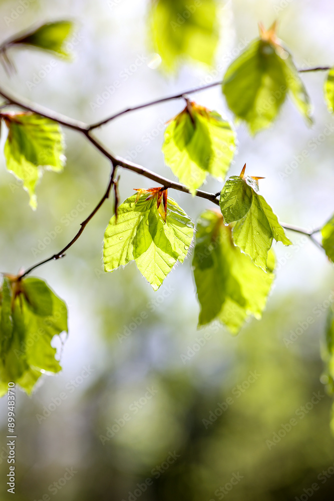 Young fresh green young beech leaves in backlight spring forest light morning mood Young fresh green young beech leaves in backlight spring forest light morning mood