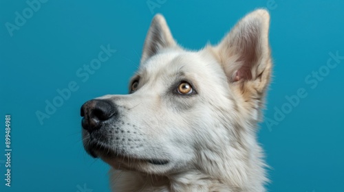 4K Full HD German Shepherd | Wallpapers for Pc, Android & iPhone