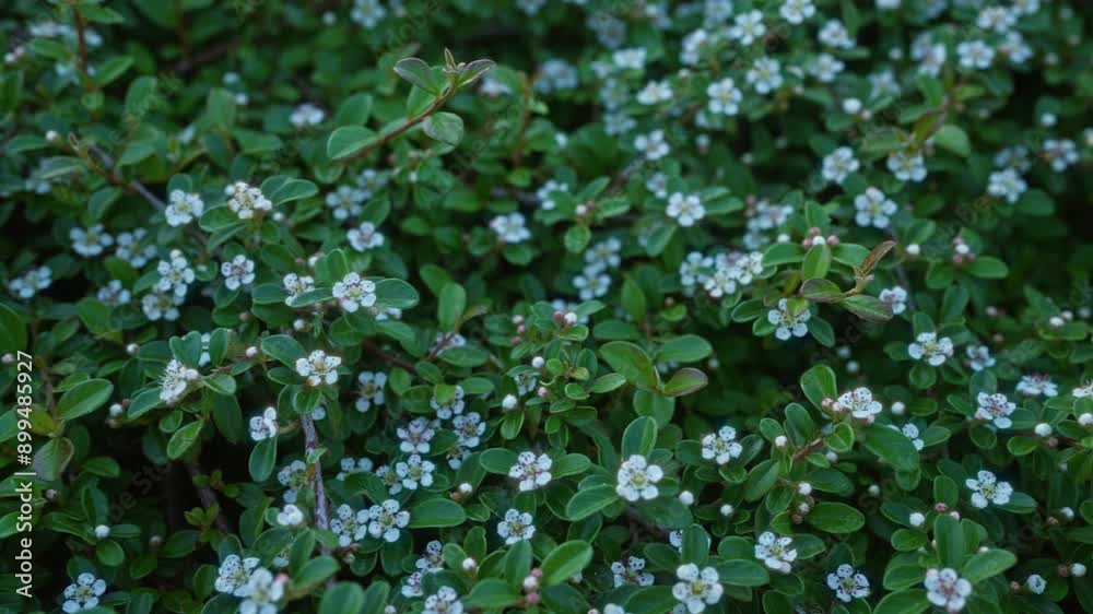 Close-up of a cotoneaster horizontalis plant with small, white flowers found outdoors in puglia, italy, showcasing its intricate branching pattern, green leaves, and delicate blooms. Close-up of a cotoneaster horizontalis plant with small, white flowers found outdoors in puglia, italy, showcasing its intricate branching pattern, green leaves, and delicate blooms.