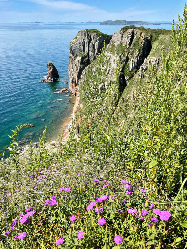 Russia, Vladivostok. Carnation of the field (Dianthus campestris) blooms on the shore of the island of Shkot