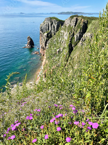 Obraz na płótnie Russia, Vladivostok. Carnation of the field (Dianthus campestris) blooms on the shore of the island of Shkot w salonie
