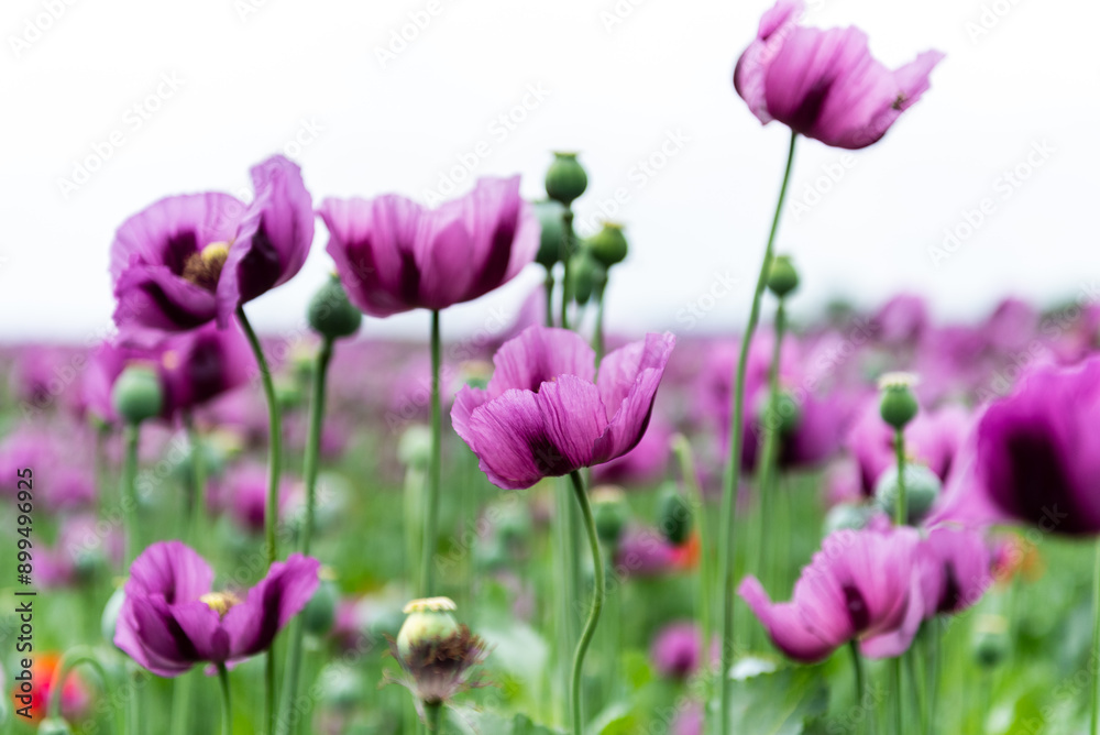 Flowering opium poppy Papaver somniferum on a field in spring. Flowering opium poppy Papaver somniferum on a field in spring.