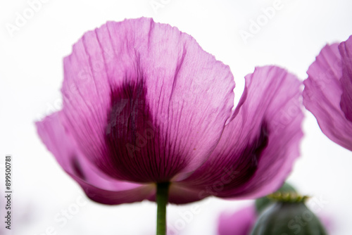 Canvas Print Flowering opium poppy Papaver somniferum. Close up.