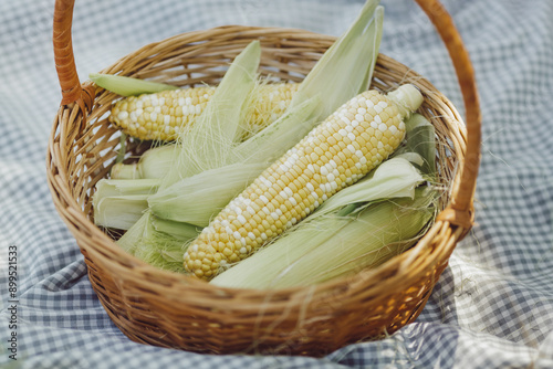 Fresh Corn in Wicker Basket on Checkered Cloth photo