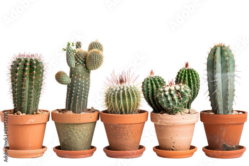 Collection of colorful cacti Arranged in groups of clay pots. Isolated on a white background