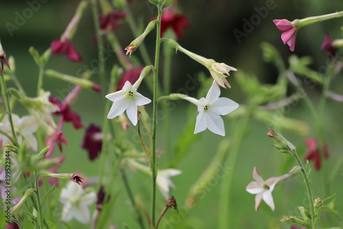 Flowering ornamental tobacco plant, Nicotiana flowers. photo