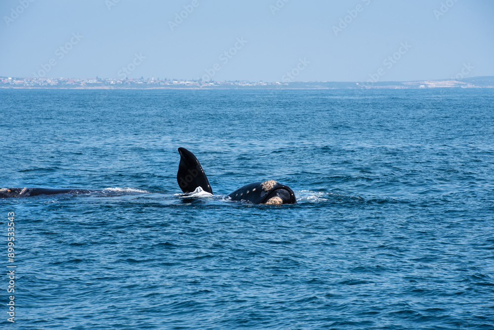 Fototapeta premium Wal vor der Küste Südafrikas, Südkapper in Hermanus