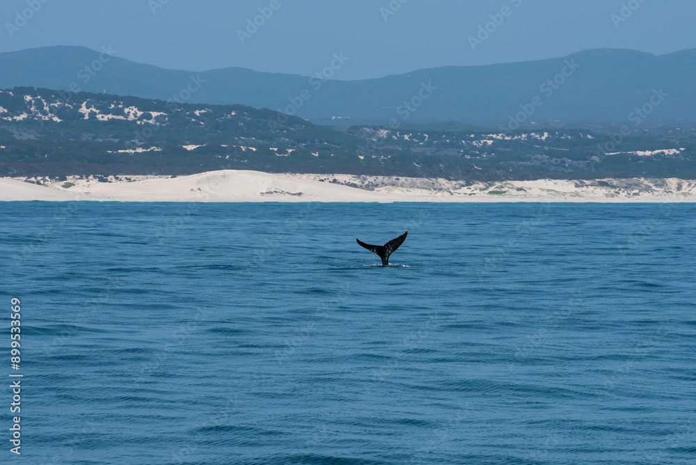 Naklejka premium Wal Flosse vor der Küste Südafrikas, Südkapper in Hermanus