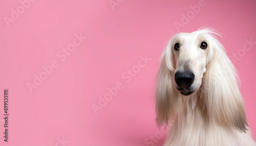 White Afghan Hound on right side. Solid pink background with copy space.