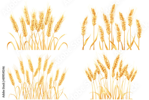 Set of wheat ears with wheat grains isolated on white background, Vector illustration