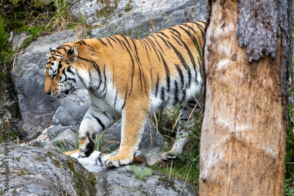Obraz premium Siberian tiger behind a tree.