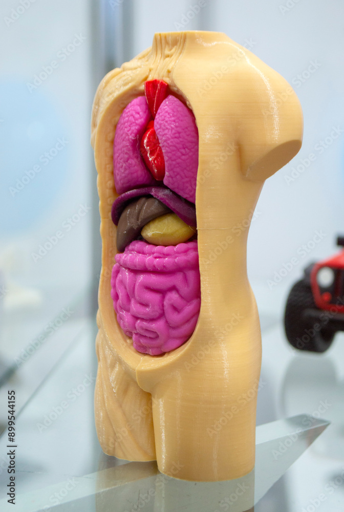 Fototapeta premium Model of human body with internal organs printed on 3D printer. Object human body with open internal organs lungs, heart, intestines, liver created on 3D printer from molten plastic. FDM 3D Printing