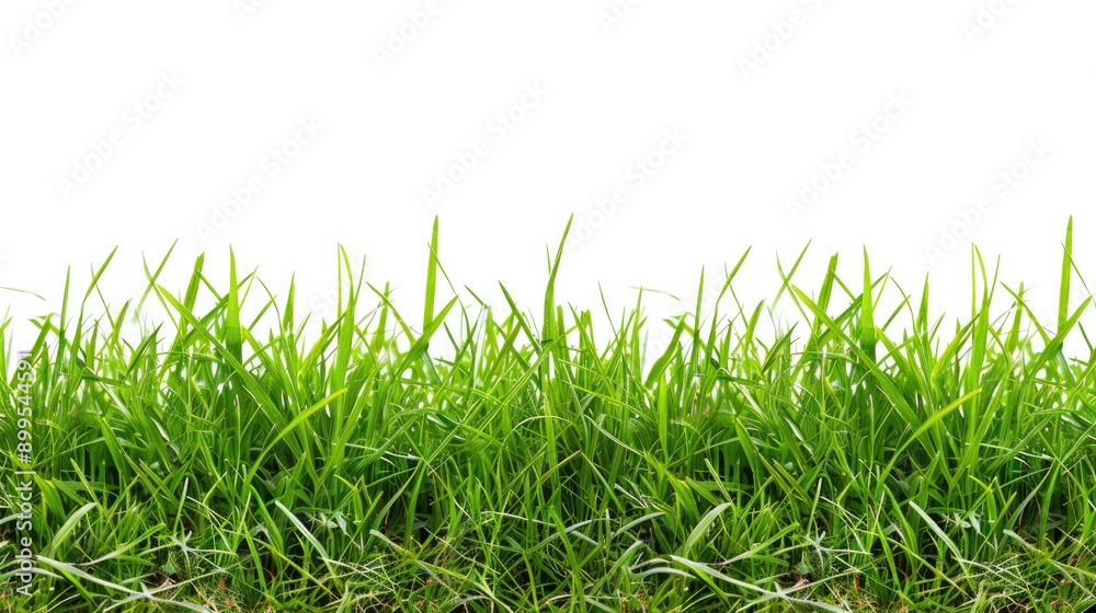 Fototapeta premium Fresh Green Grass on White Background