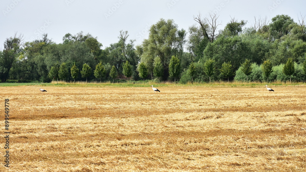 Fototapeta premium white stork looking for food in the field after harvesting
