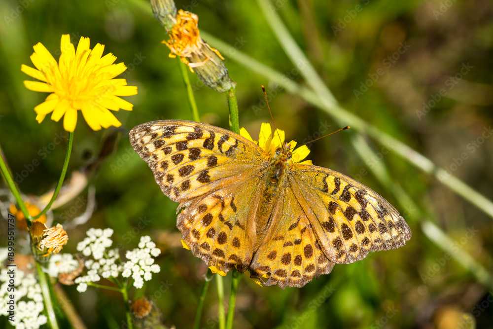 Argynnis paphia f. valesina - Kaisermantel, Weibchen Argynnis paphia f. valesina - Kaisermantel, Weibchen