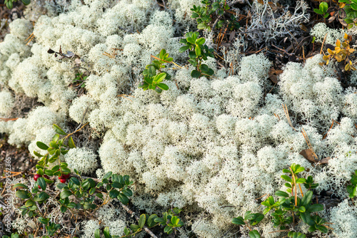 Cladonia rangiferina oder Echte Rentierflechte in Schweden	 photo