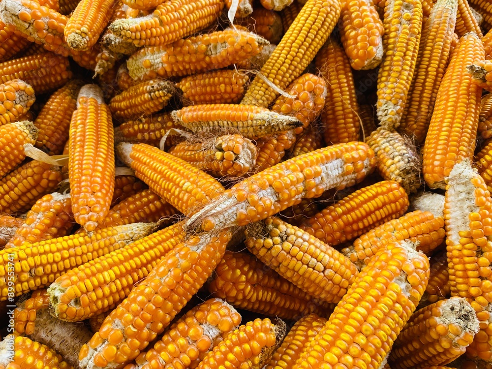 dry corn or maize for processing into yellow fodder at agriculture farm. dry corn or maize for processing into yellow fodder at agriculture farm.